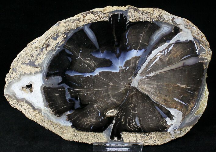 Petrified Wood Slice - Eden Valley, Wyoming #20692